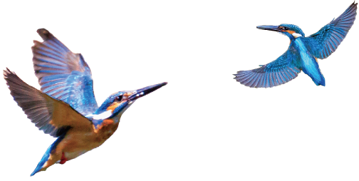 image photo